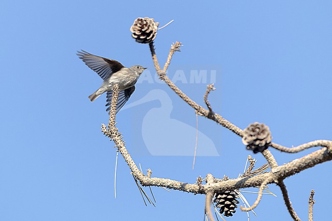  stock-image by Agami/Menno van Duijn,