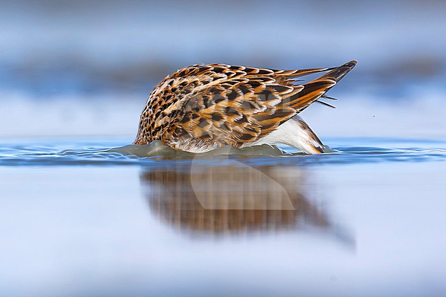 Migrant Little Stint (Calidris minuta) in Italy. stock-image by Agami/Daniele Occhiato,