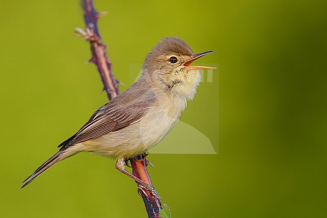 Melodious Warbler - Orpheusspötter - Hippolais polyglotta, Germany stock-image by Agami/Ralph Martin,