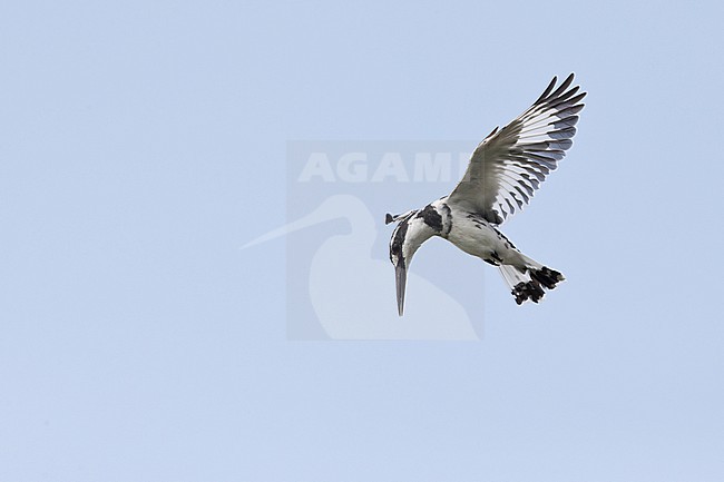 Pied Kingfisher (Ceryle rudis rudis) hovering in the sky, found at Lake Albert in Uganda stock-image by Agami/Mathias Putze,