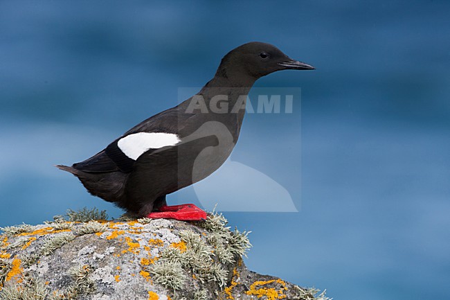 Zwarte Zeekoet, Black Guillemot, Cepphus grylle arcticus stock-image by Agami/Hugh Harrop,