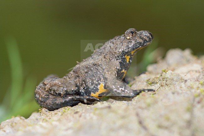 Geelbuikvuurpad, yellow bellied-toad stock-image by Agami/Arnold Meijer,