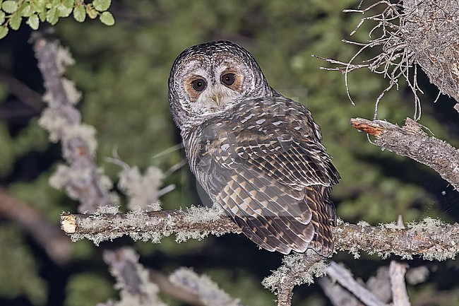 Rufous-legged Owl, Strix rufipes, at night in Patagonia, Argentina. stock-image by Agami/Pete Morris,