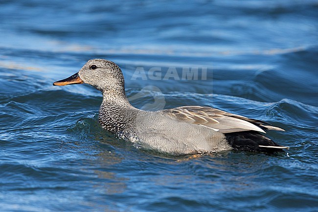 Gadwall (Mareca strepera), side view of an adult male swimming in the water, Northeastern Region, Iceland stock-image by Agami/Saverio Gatto,