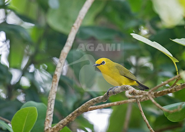 Pemba White-eye (Zosterops vaughani) in Tanzania. stock-image by Agami/Pete Morris,