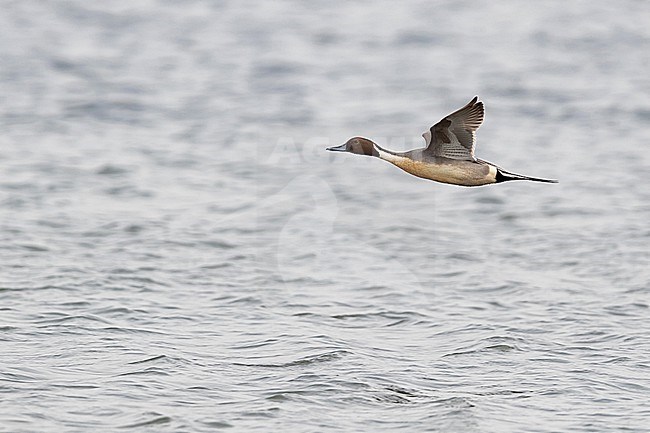 An adult male Northern Pintail (Anas acuta) in flight from side above the waters of Axios Delta in Greece stock-image by Agami/Mathias Putze,