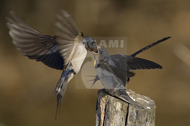 Barn Swallow feeding its young; Boerenzwaluw jongen voerend stock-image by Agami/Daniele Occhiato,