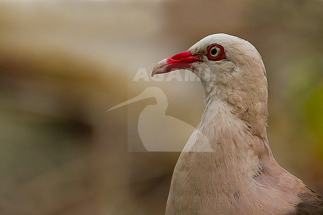 Pink Pigeon (Nesoenas mayeri), and endemic species of bird of Mauritius. stock-image by Agami/Dubi Shapiro,