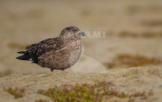 Great Skua (Stercorarius skua) on its breeding grounds in Iceland stock-image by Agami/Eduard Sangster,