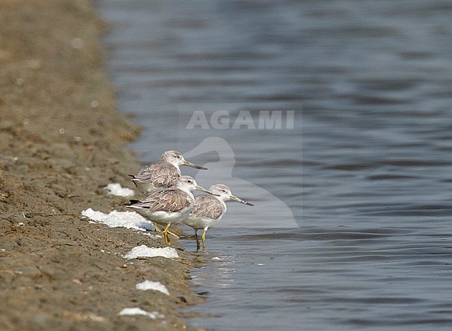 Nordmann's Greenshanks wintering on salt pans close to the Gulf of Thailand. stock-image by Agami/Edwin Winkel,