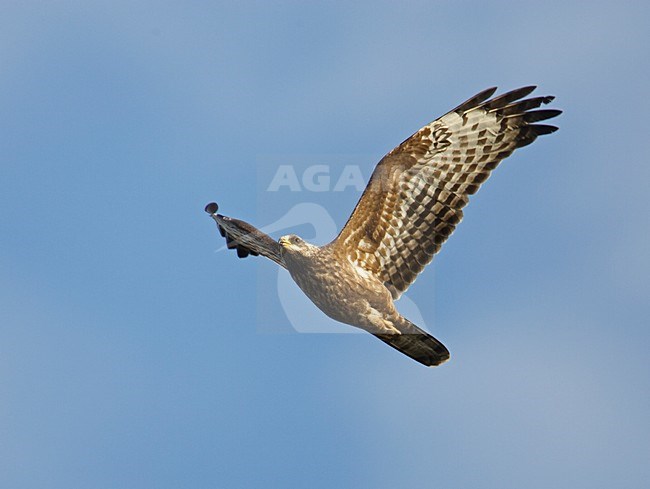 Wespendief in vlucht; European Honey Buzzard in flight stock-image by Agami/Markus Varesvuo,