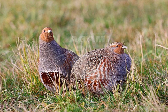 couple Grey partridges; stock-image by Agami/Chris van Rijswijk,