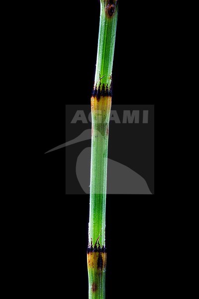 Equisetum hyemale + Equisetum x moorei stock-image by Agami/Wil Leurs,