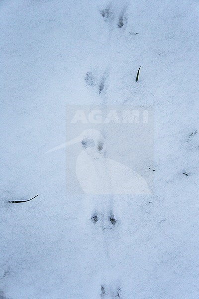 Trail of woodmous in snow stock-image by Agami/Theo Douma,