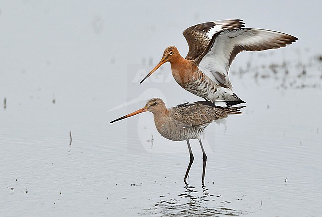 limosa limosa stock-image by Agami/Eduard Sangster,