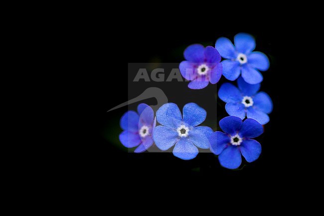Siberian bugloss, great forget-me-not stock-image by Agami/Wil Leurs,