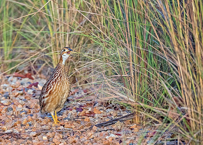 White-throated Francolin (Campocolinus albogularis) standing and calling on the ground in Ghana. stock-image by Agami/Pete Morris,