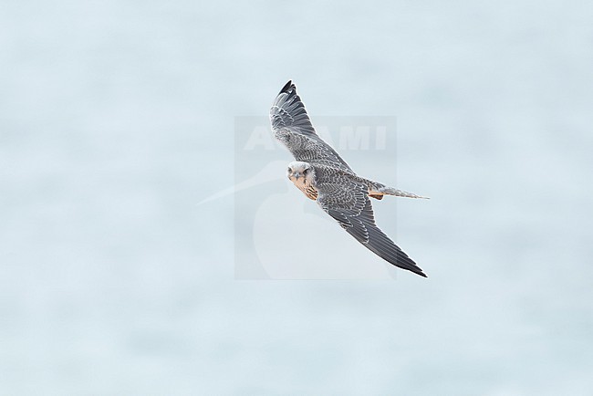 Lanner Falcon (Falco biarmicus erlangeri) in flight. stock-image by Agami/David Monticelli,