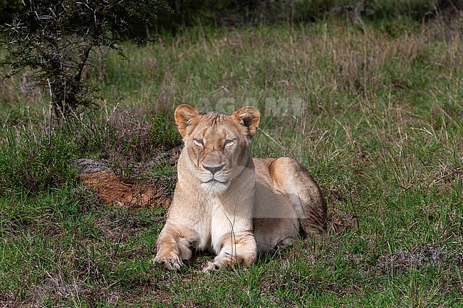 Portrait of a lioness, Panthera leo, resting. Eastern Cape South Africa stock-image by Agami/Sergio Pitamitz,