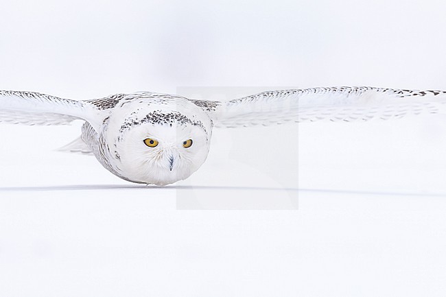Snowy Owl (Bubo scandiacus) in snow covered landscape in Ontario Canada. stock-image by Agami/Marcel Burkhardt,