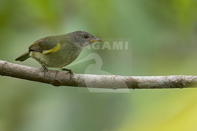 Obscure Berrypecker (Melanocharis arfakiana) Perched on a branch in Papua New Guinea stock-image by Agami/Dubi Shapiro,