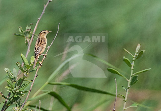 First-winter Aquatic Warbler (Acrocephalus paludicola) perched in top of reed bed at the northern tip of Wadden island Texel in the Netherlands. Seen on the back. stock-image by Agami/Marc Guyt,
