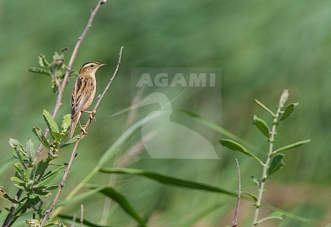 First-winter Aquatic Warbler (Acrocephalus paludicola) perched in top of reed bed at the northern tip of Wadden island Texel in the Netherlands. Seen on the back. stock-image by Agami/Marc Guyt,