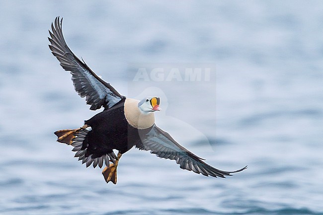 King Eider - Prachteiderente - Somateria spectabilis, Norway, adult male stock-image by Agami/Ralph Martin,