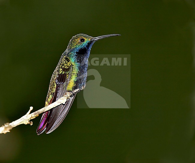 Black-throated Mango (Anthracothorax nigricollis) stock-image by Agami/Andy & Gill Swash ,