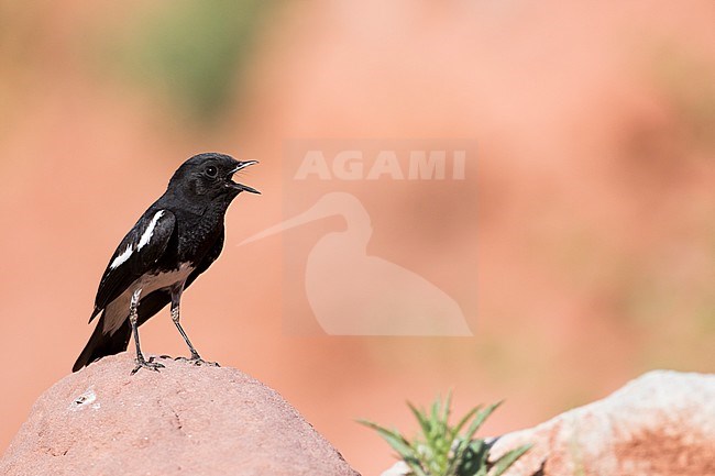 Pied Stonechat (Saxicola caprea rossorum), Tajikistan, adult male singing on a rock stock-image by Agami/Ralph Martin,