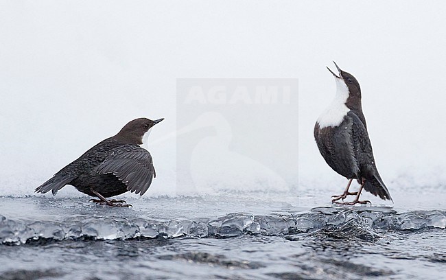 Black-bellied White-throated Dipper (Cinclus cinclus cinclus) in river at Kuusamo Finland. Fight between two dippers over feeding territory. stock-image by Agami/Markus Varesvuo,