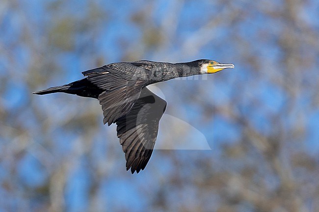 Great Cormorant (Phalacrocorax carbo sinensis), side view of an immature individual in flight, Campania, Italy stock-image by Agami/Saverio Gatto,