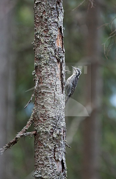 Drieteenspecht in Oostenrijkse Alpen; Three-toed Woodpecker ( Picoides tridactylus alpinus) in Austrian Alps stock-image by Agami/Ralph Martin,