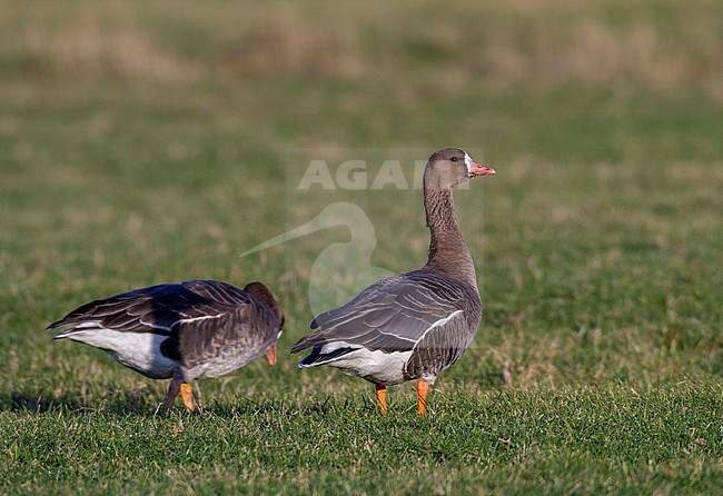 Immature Greater White-fronted Goose (Anser albifrons albifrons) at Salthouse, Norfolk, during late winter stock-image by Agami/Steve Gantlett,