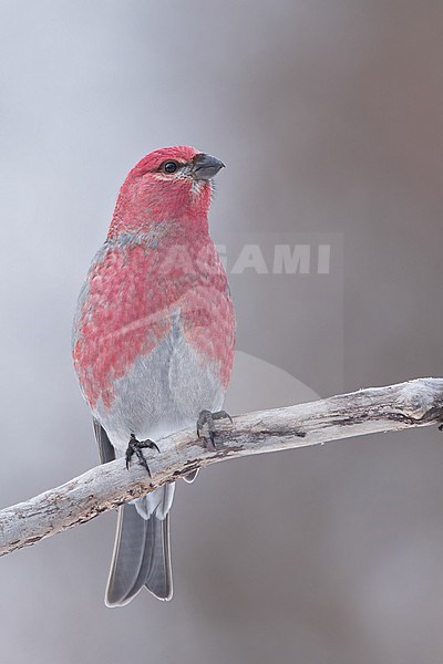 Pine Grosbeak (Pinicola enucleator) Perched on a branch in Minnesota stock-image by Agami/Dubi Shapiro,
