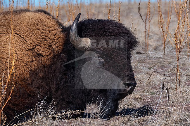 American, bison; Bison bison close up of ruminating bison laying in the field. stock-image by Agami/Hans Germeraad,