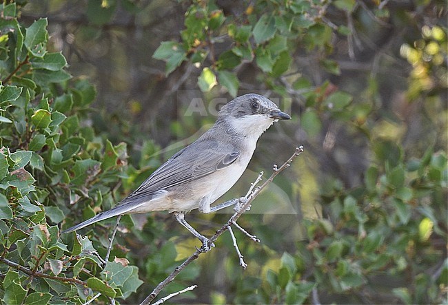 Western Orphean Warbler (Sylvia hortensis) perched in a bush. stock-image by Agami/Laurens Steijn,