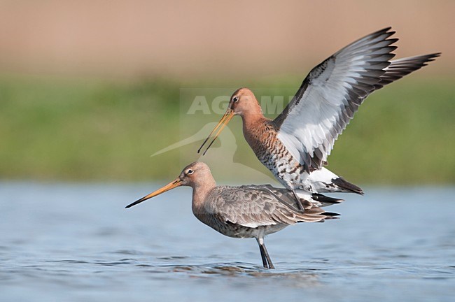 Paartje Grutto\'s; Pair of Black-tailed Godwits stock-image by Agami/Han Bouwmeester,