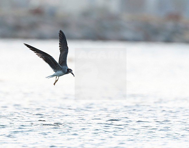 White-eyed Gull (Ichthyaetus leucophthalmus) coming to roost at disk off Eilat, Israel. stock-image by Agami/Marc Guyt,