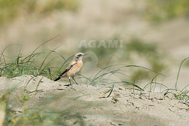 Desert Wheatear on beach of IJmuiden, Netherlands ; Woestijntapuit op het strand van IJmuiden stock-image by Agami/Marc Guyt,
