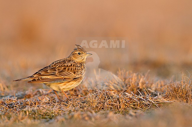 Eurasian Skylark - Feldlerche - Alauda arvensis arvensis, Germany stock-image by Agami/Ralph Martin,