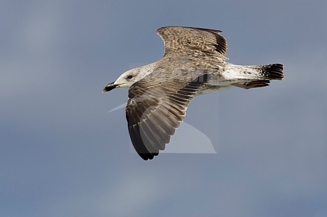 Onvolwassen Atlantische Geelpootmeeuw; Immature Atlantic Yellow-legged Gull stock-image by Agami/Daniele Occhiato,