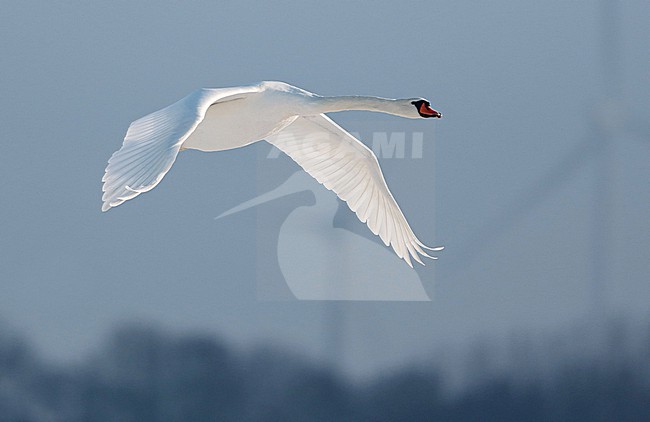 Mute Swan (Cygnus olor), adult in flight, seen from the side stock-image by Agami/Fred Visscher,