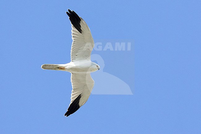Pallid Harrier (Circus macrourus), adult male in flight seen from below, Campania, Italy stock-image by Agami/Saverio Gatto,