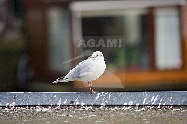 Black-headed Gull perched on a roof of a living boat in canals of Amsterdam; Kokmeeuw zittend op een dak van een woonboot in een Amsterdamse gracht stock-image by Agami/Marc Guyt,