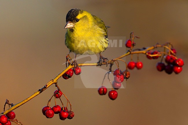 Mannetje Sijs zittend op een tak; Male Eurasian Siskin perched on a branch stock-image by Agami/Daniele Occhiato,