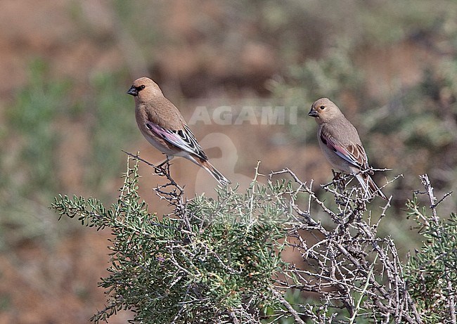 Desert Finch, Vale Woestijnvink, Rhodospiza obsoleta stock-image by Agami/Andy & Gill Swash ,