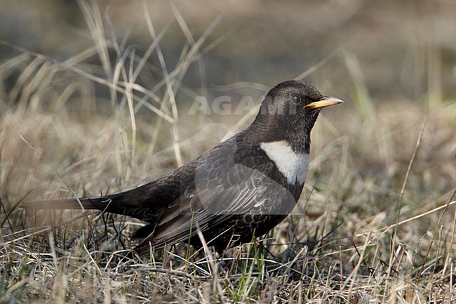 Mannetje Beflijster; Male Ring Ouzel stock-image by Agami/Markus Varesvuo,