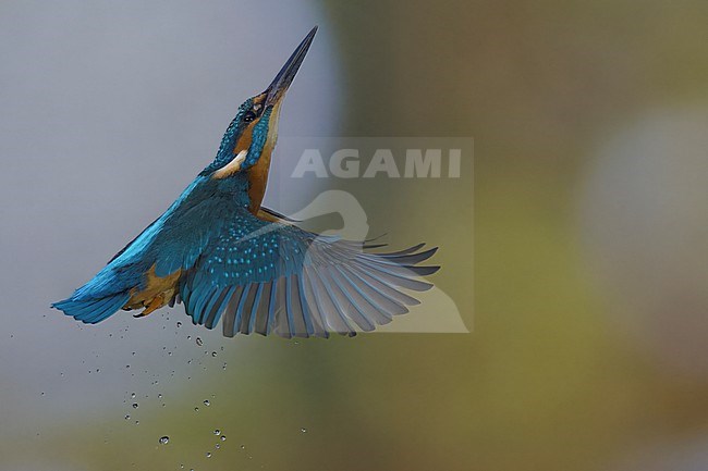  stock-image by Agami/Han Bouwmeester,