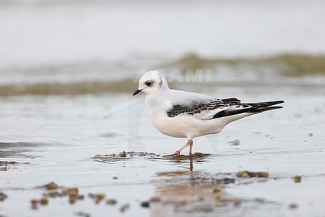 Ross's Gull on the beach; stock-image by Agami/Chris van Rijswijk,